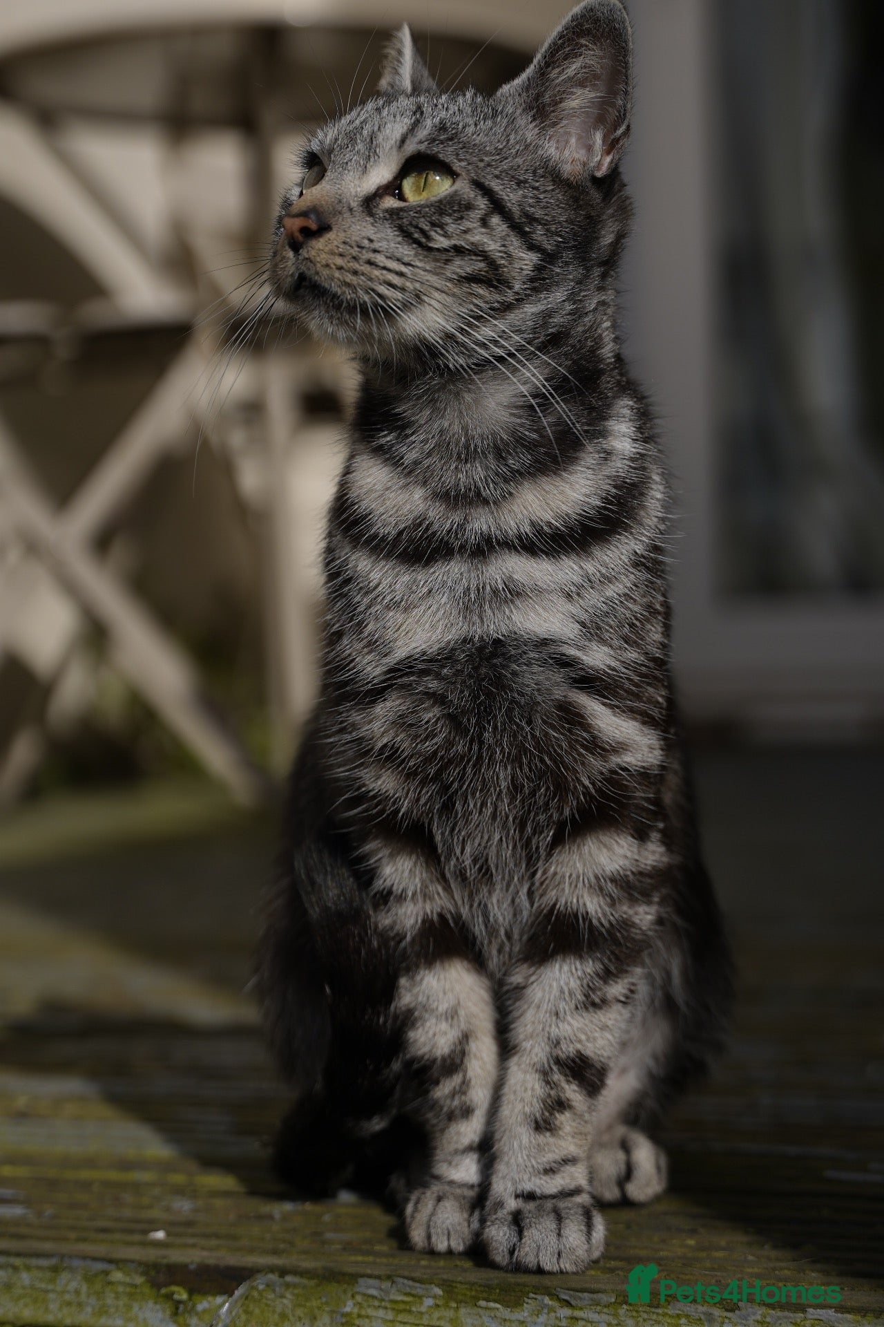 British Shorthair cats Mixed breed  - Advert 1