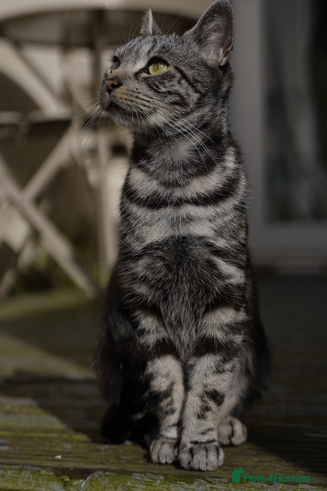 British Shorthair cats for sale: Mixed breed  - Advert 1