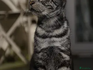 British Shorthair cats Mixed breed - Advert 1