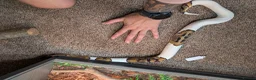 Python Snake reptiles for sale: Pied Royal/Ball Python - Advert 7