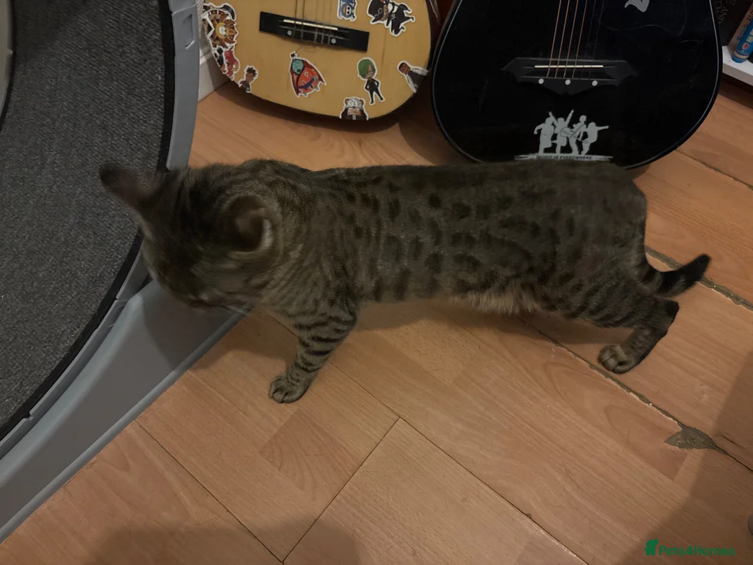 Bengal cats for sale: A bengal girl for sale  in Ilford - Advert 3
