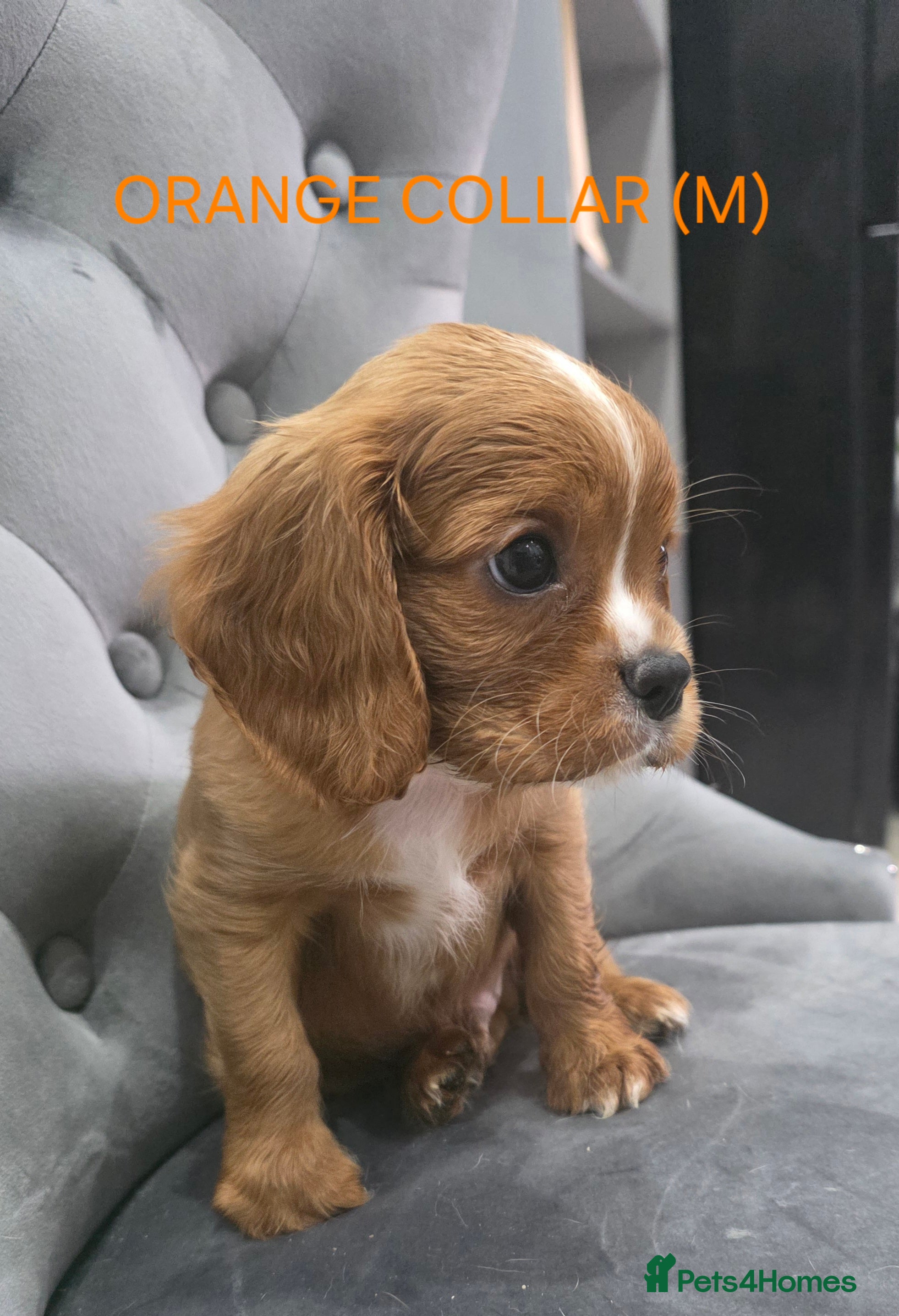 Cavalier King Charles Spaniel dogs 💞Cavalier king charles spaniels💞 - Advert 4