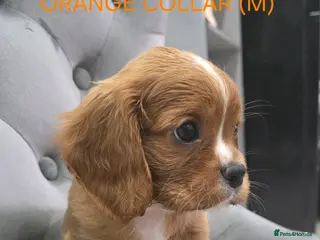 Cavalier King Charles Spaniel dogs 💞Cavalier king charles spaniels💞 - Advert 4