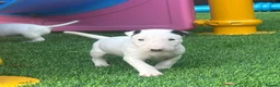English Bull Terrier dogs for sale: Stunning English bull terrier puppies for sale  - Advert 11