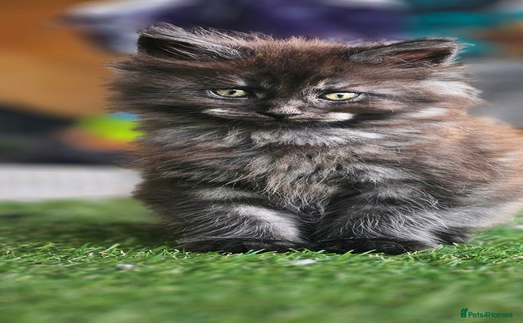 Maine Coon cats - Advert 2