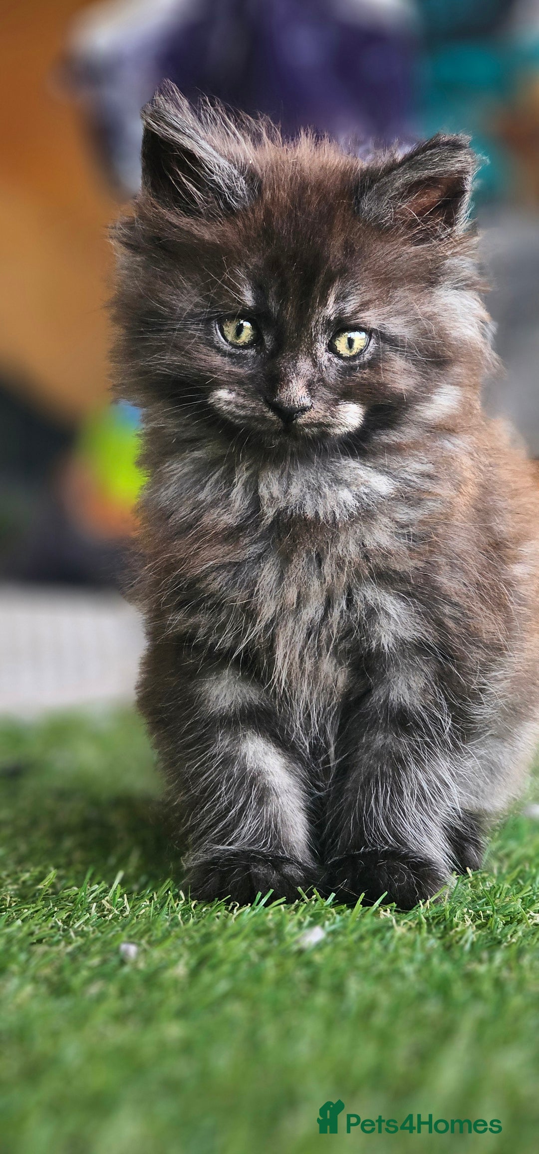 Maine Coon cats for sale: Prue breed mainecoon kittens - Image 1