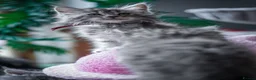 Maine Coon cats for sale:  Chunky full Maine coon kittens ready now   £795 - Advert 18