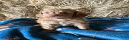 Cockapoo dogs for sale: Beautiful cockapoo puppies - Advert 4