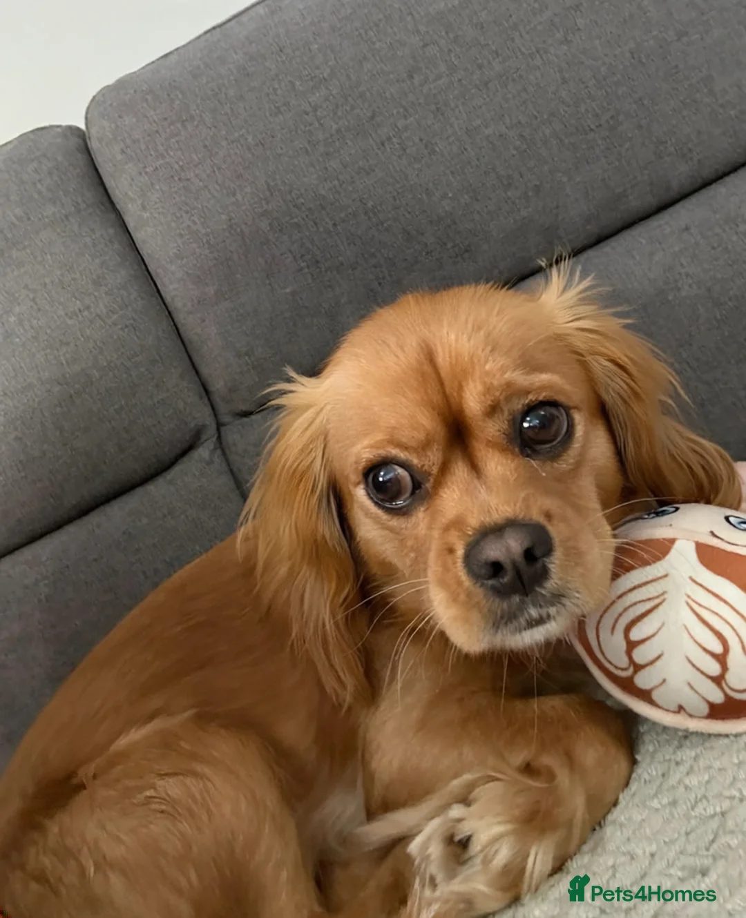 Cavalier King Charles Spaniel dogs for sale: Cavalier looking for new lap. - Advert 2