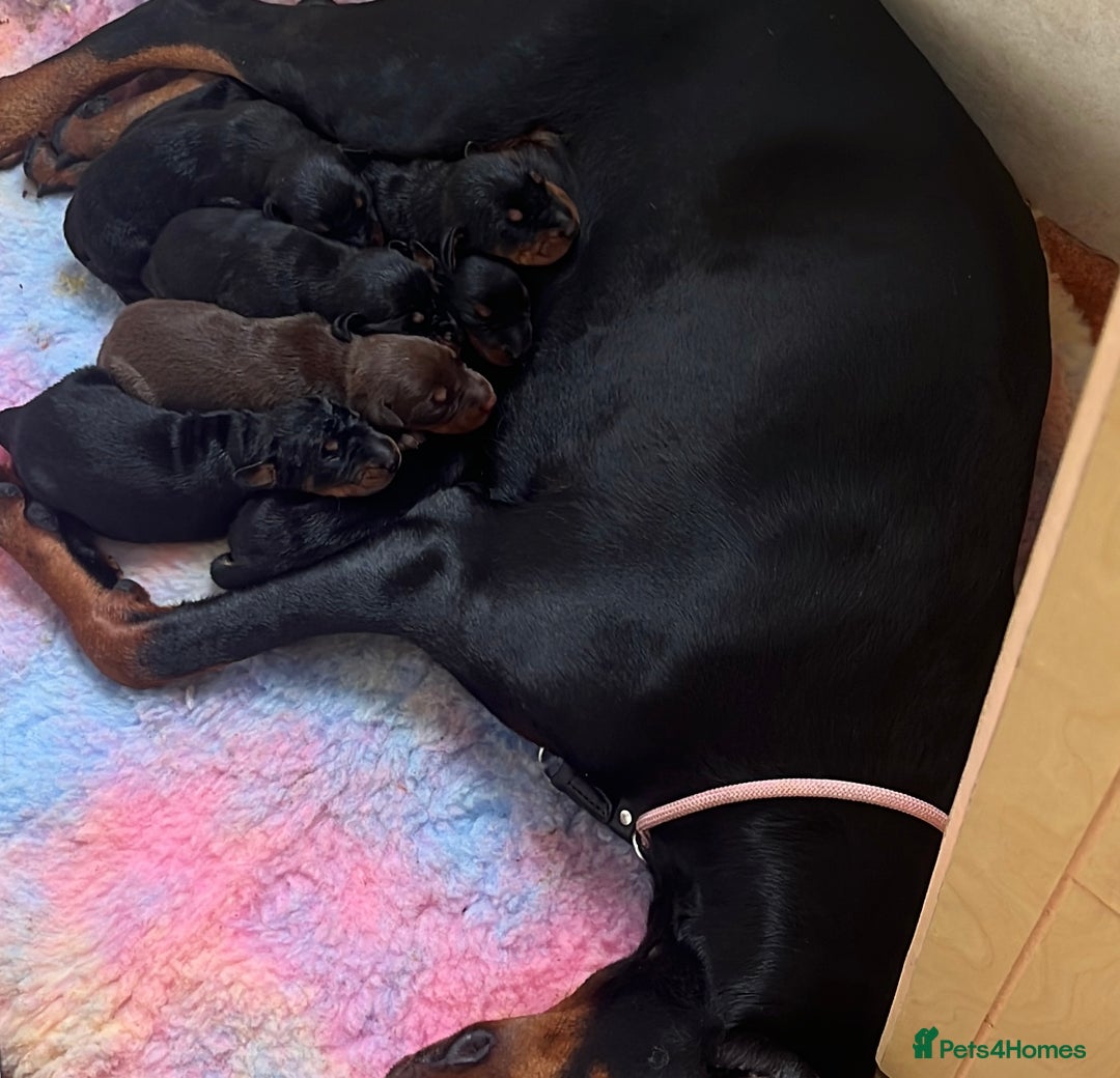 Dobermann dogs for sale: European Doberman puppies - Image 16