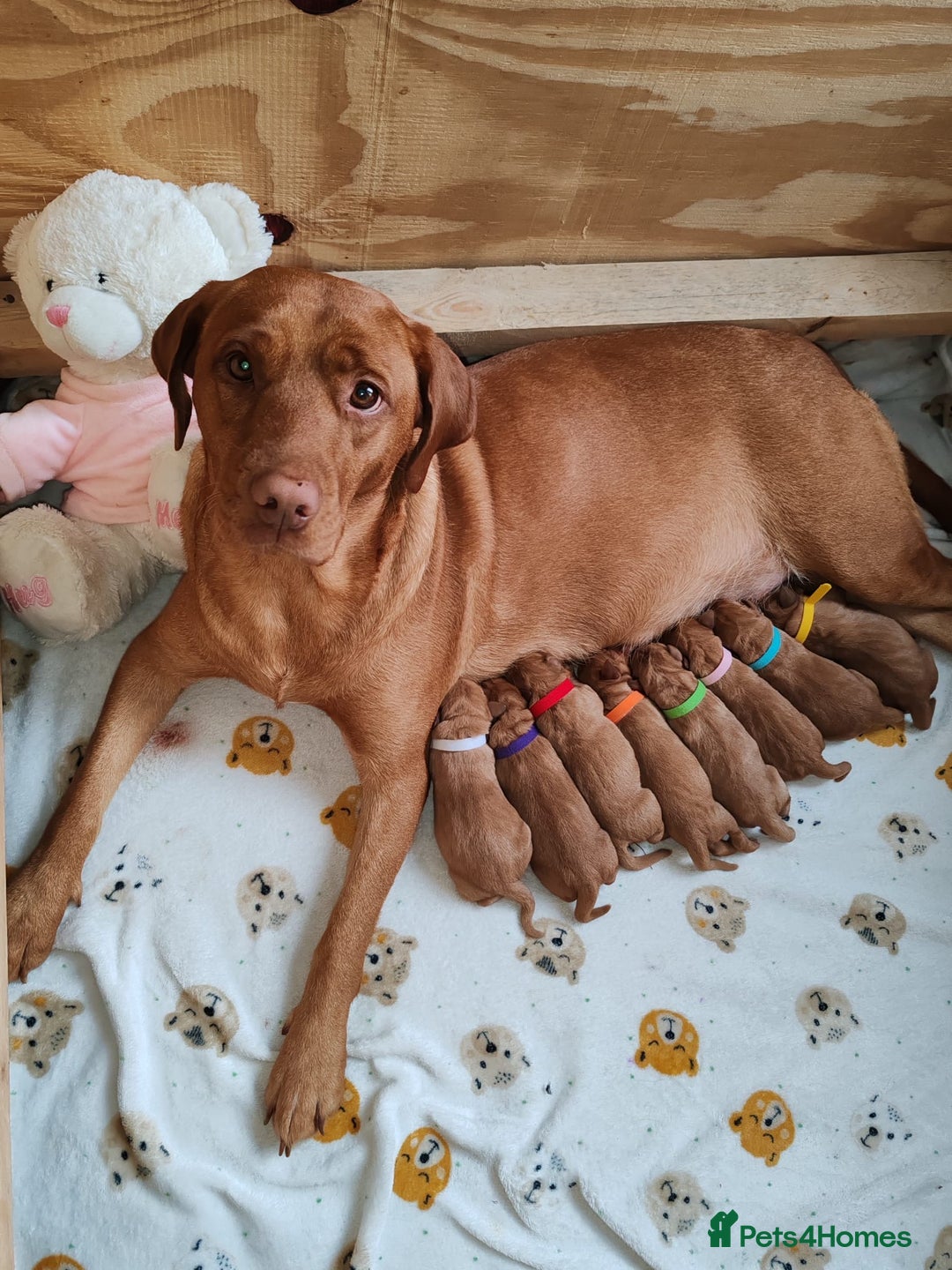 Labrador Retriever dogs for sale: Labrador Puppies (FOX RED) 5 Boys Available  - Advert 1