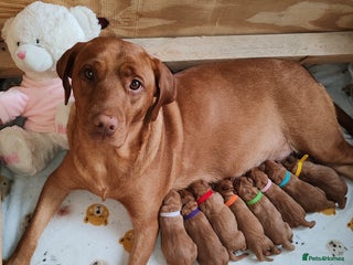 Labrador Retriever dogs Labrador Puppies (FOX RED) 5 Boys Available - Advert 3