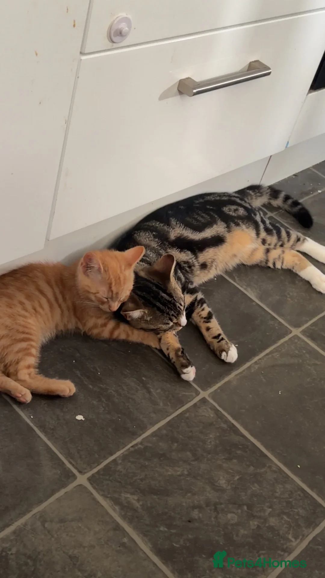 Domestic Shorthair cats for sale: 2 short haired loving male cats  - Advert 17