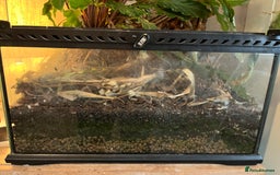 Gecko reptiles for sale: Male Crested Gecko and inclosure. - Image 4