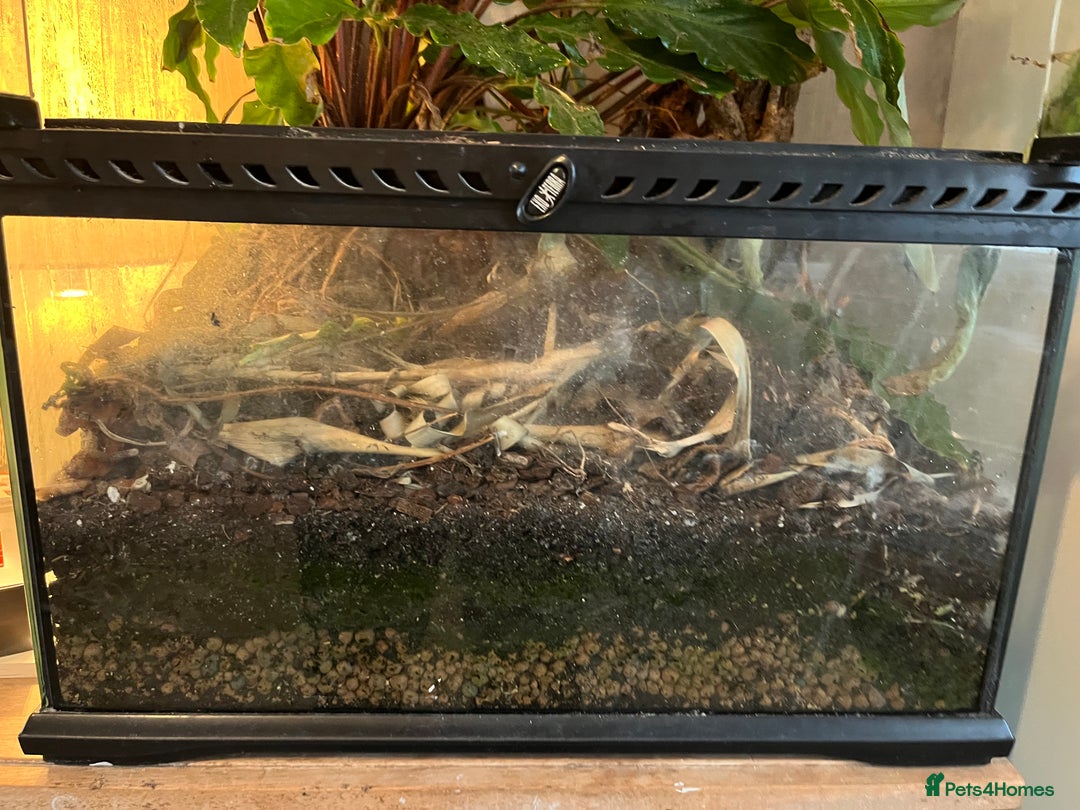 Gecko reptiles for sale: Male Crested Gecko and inclosure. - Image 4