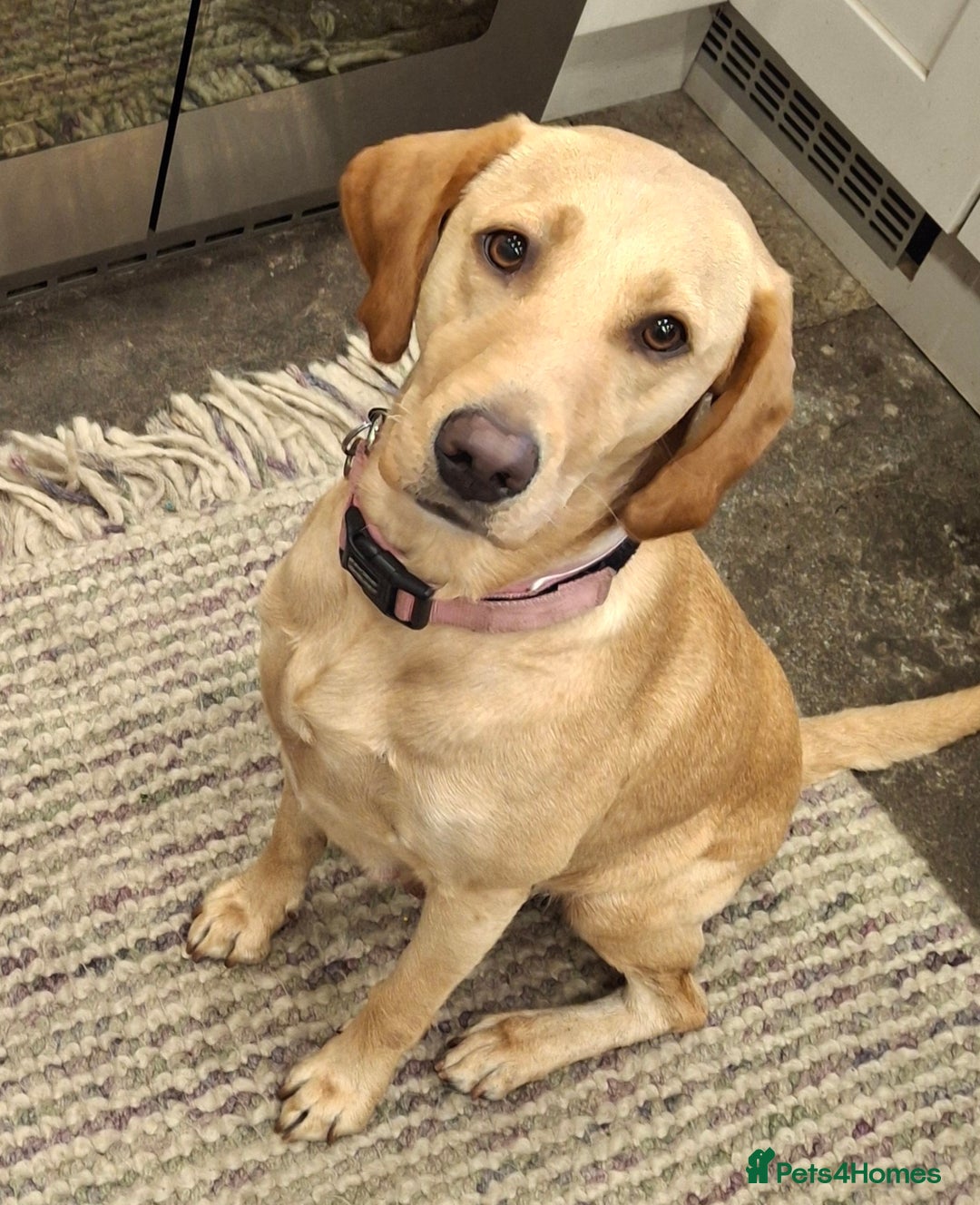 Goldador dogs for sale: Goldador Puppies - Advert 8