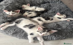 Domestic Shorthair cats for sale: Unique & Precious Kittens Seeking Forever Homes - Image 15