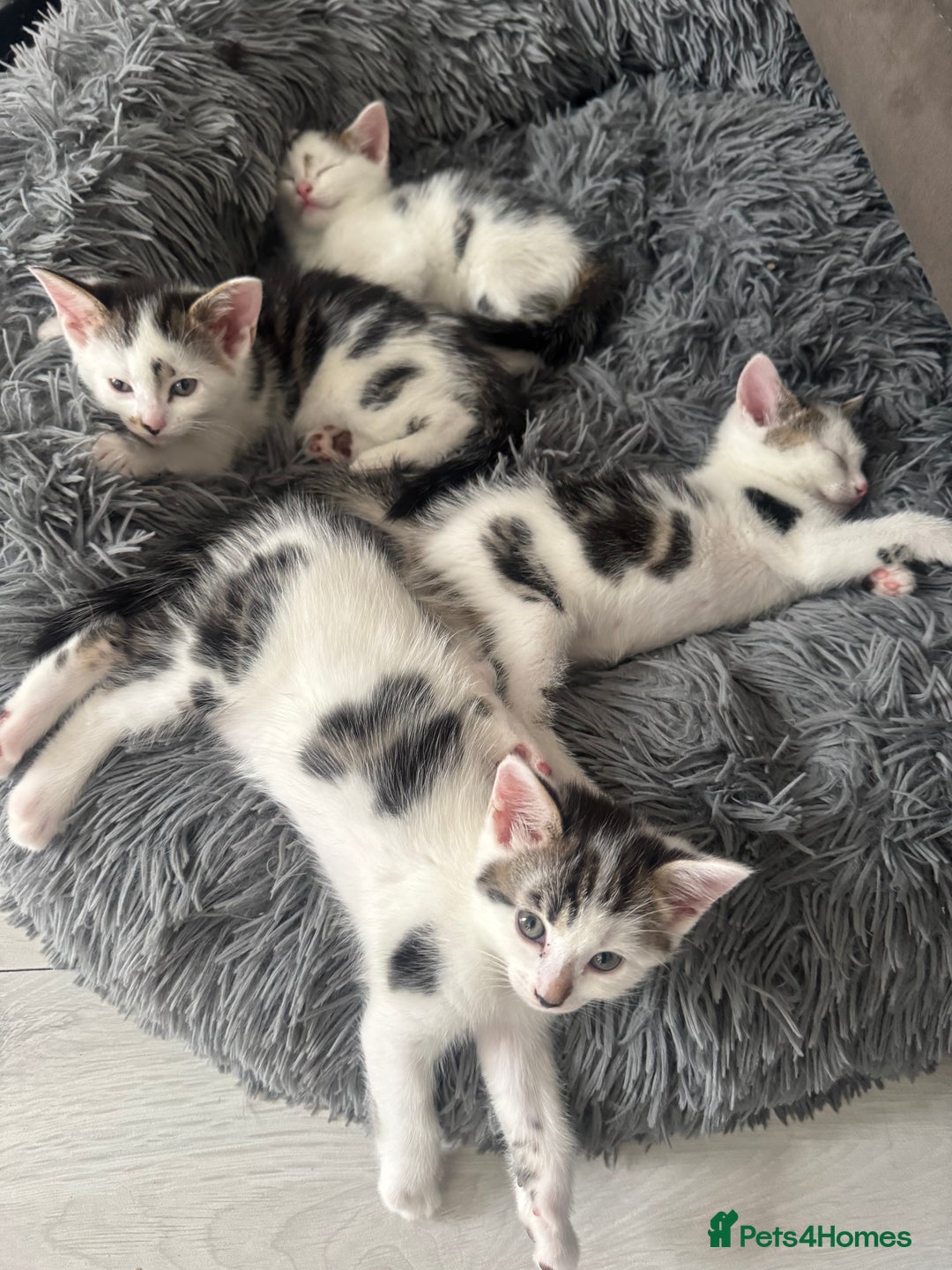 Domestic Shorthair cats for sale: Unique & Precious Kittens Seeking Forever Homes - Image 15