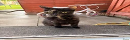 Mixed Breed cats for sale: 3 beautiful kittens for sale £300 - Advert 10