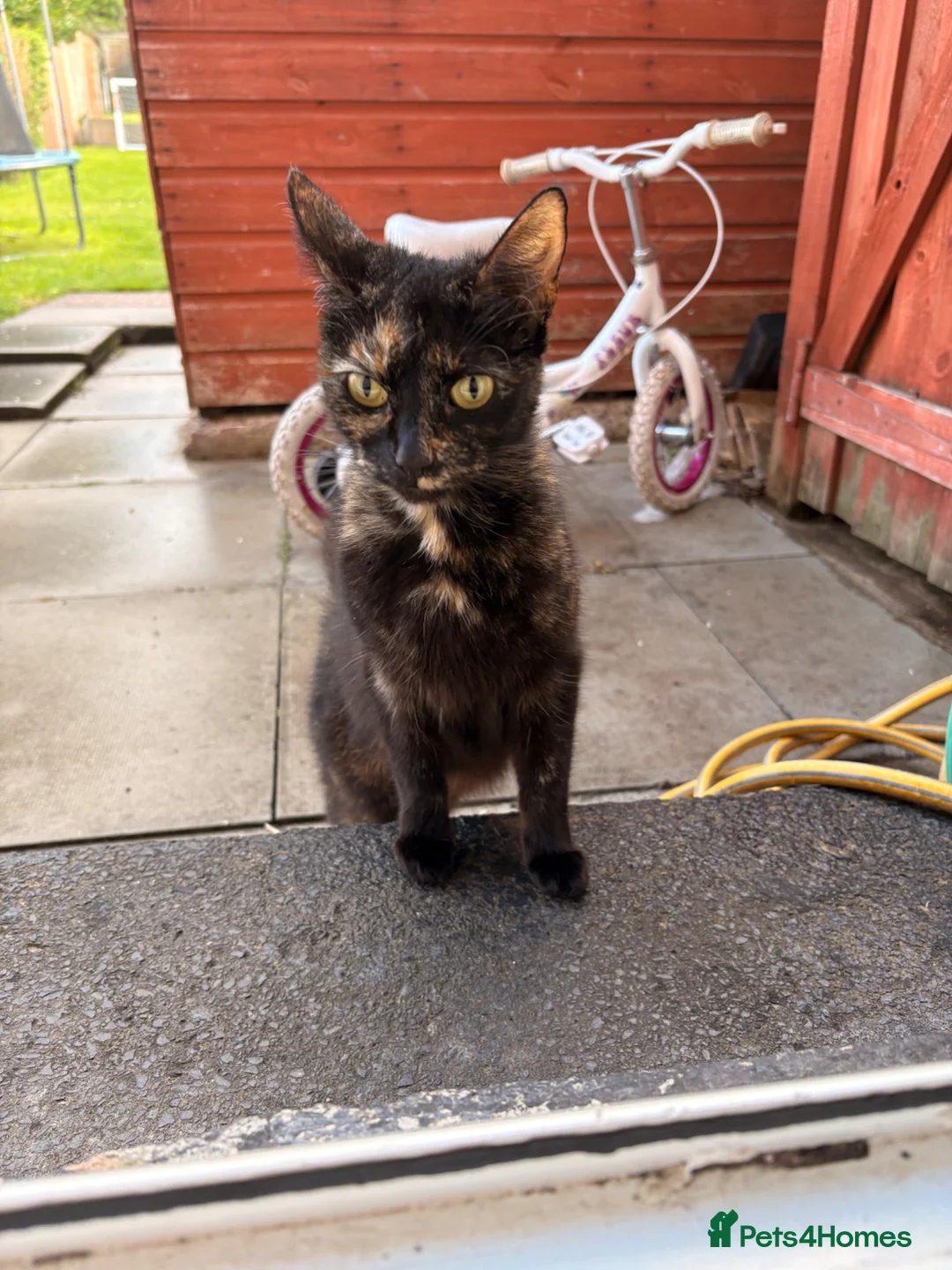 Mixed Breed cats for sale: 3 beautiful kittens for sale £300 - Advert 10