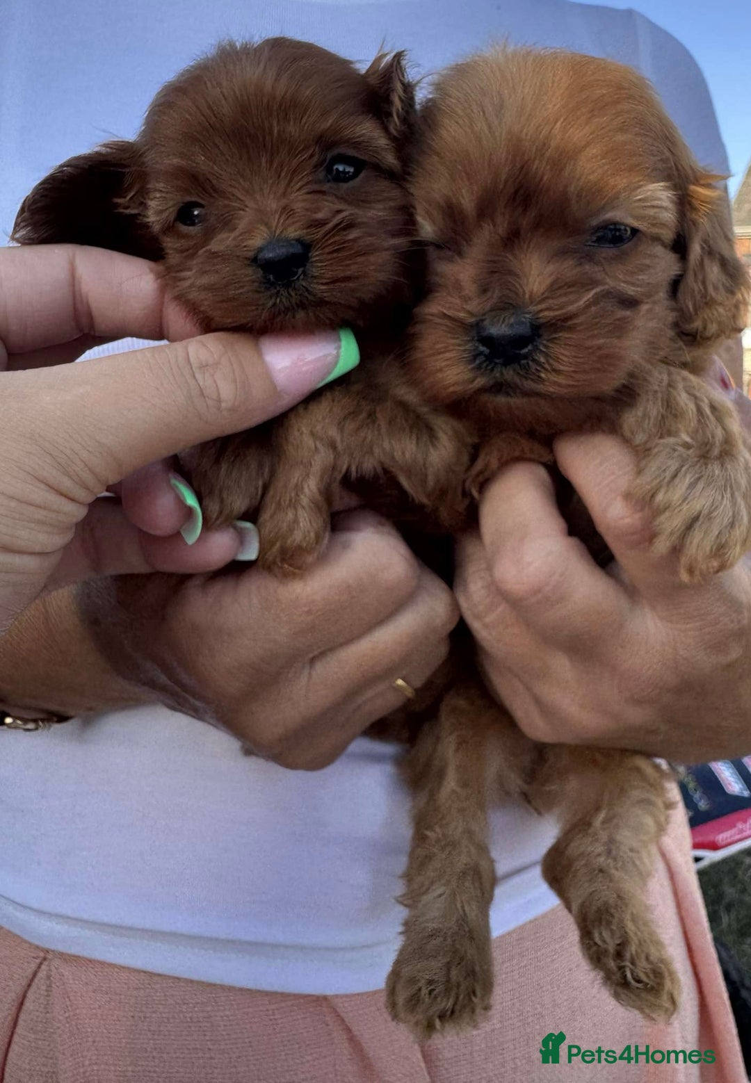 Cavapoo dogs for sale: Beautiful Tiny Cavapoos  - Image 17