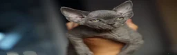 Devon Rex cats for sale: 💙  Blue male Kitten Available 💙 - Advert 12