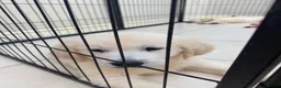 Golden Retriever dogs for sale: Wonderful Golden retriever puppies  - Advert 7