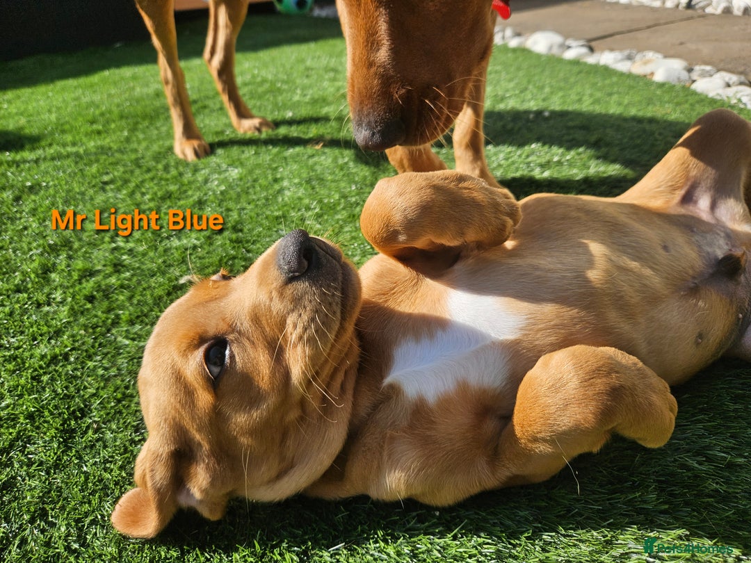 Labrador Retriever dogs for sale: Fox Red Labrador Retriever KC Registered puppies in Wetherby - Image 7