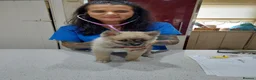 Pomsky dogs for sale: F3 pomsky puppy's for sale  - Advert 18
