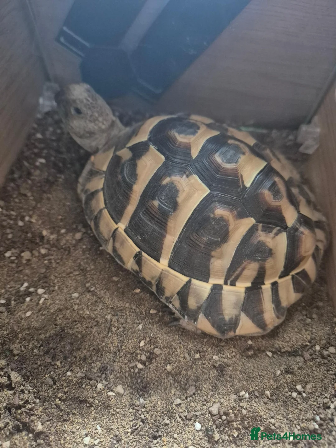 Mixed Breed reptiles for sale: Hermann tortoise and royal pythons - Advert 1