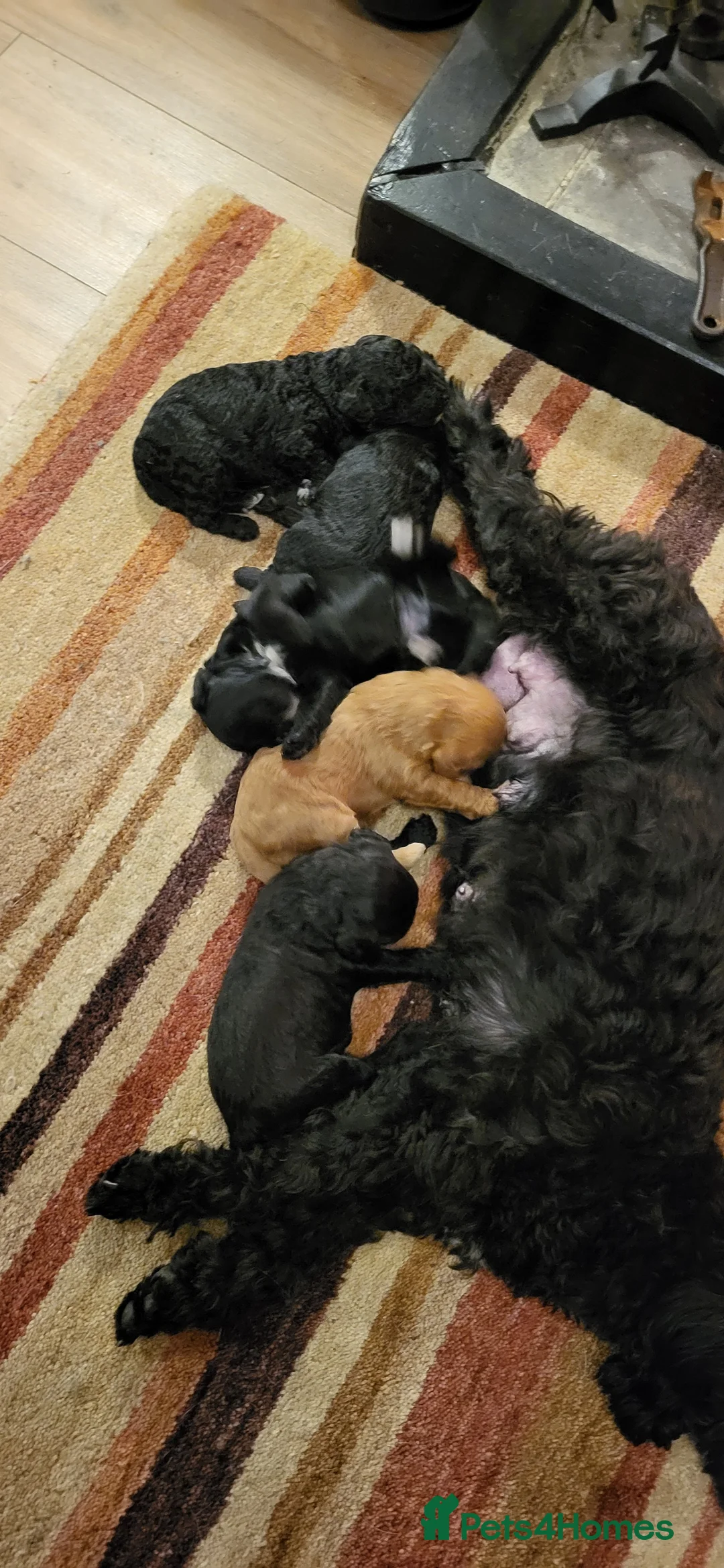 Cockapoo dogs for sale: Beutiful f1b cockerpoo pups in Harrogate - Advert 2