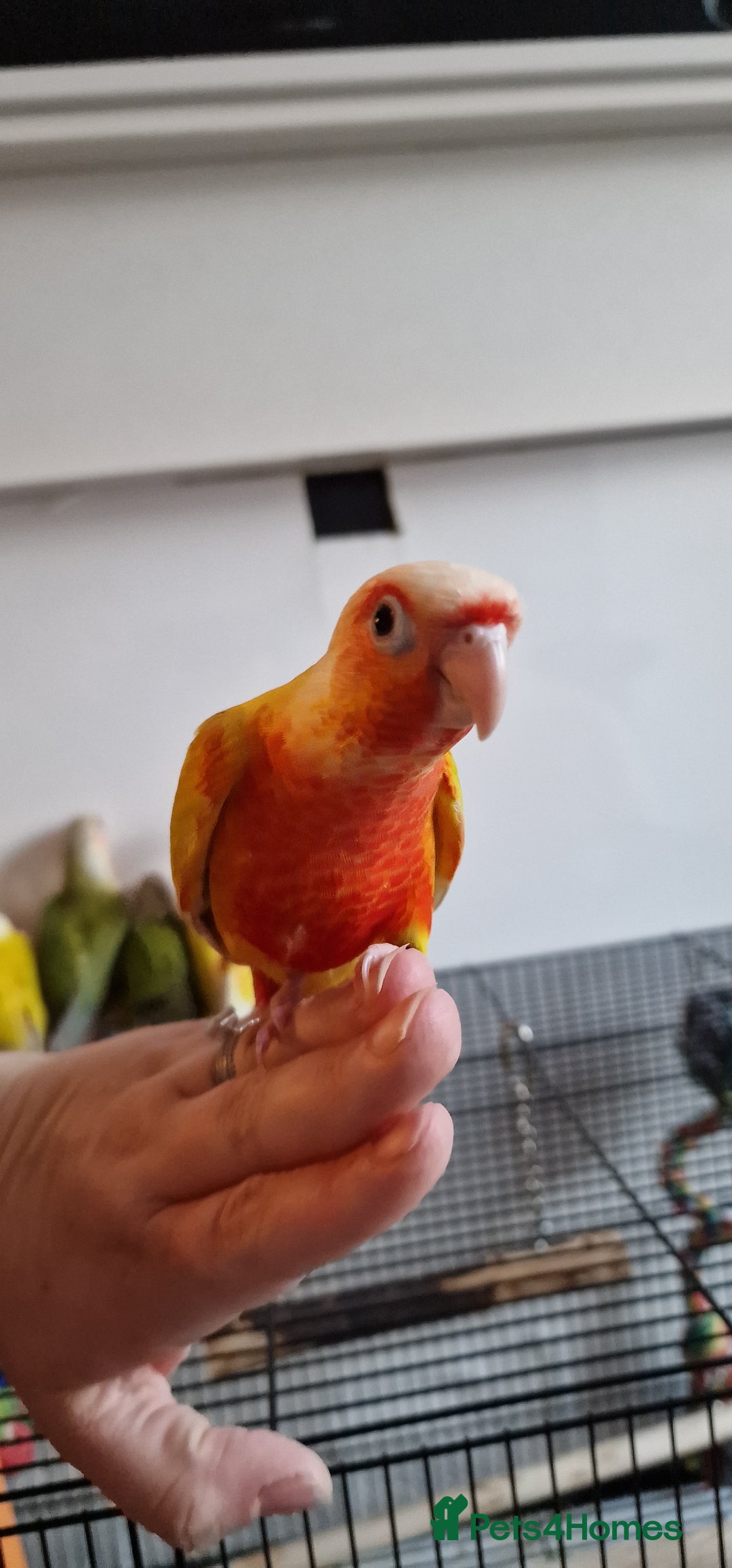 Conures birds for sale: Beautiful fully hand reared conure baby's  - Image 4