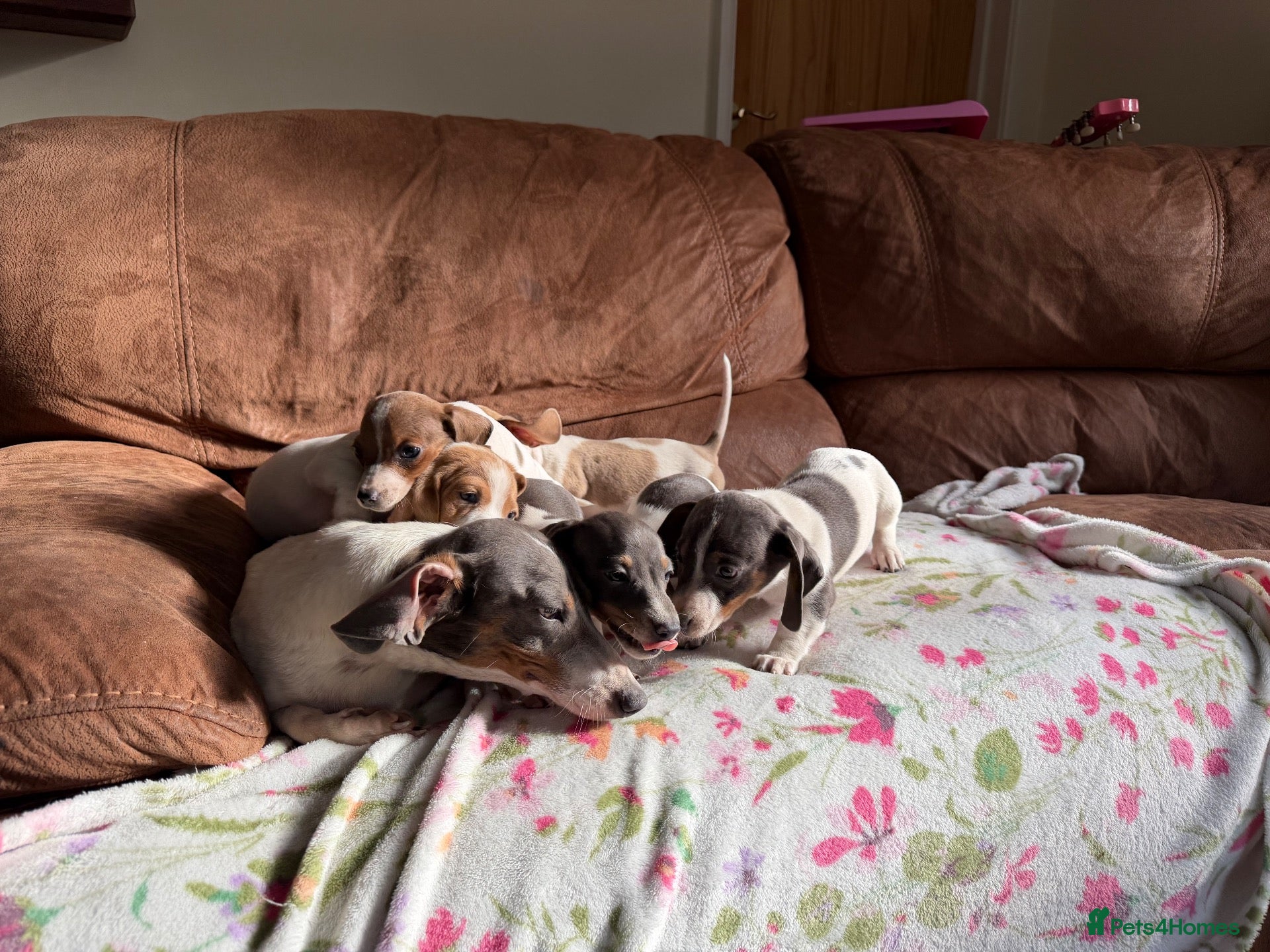 Miniature Dachshund dogs Miniature dachshund puppies - Advert 2