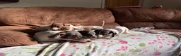 Miniature Dachshund dogs for sale: Miniature dachshund puppies - Advert 2