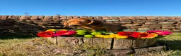 Miniature Dachshund dogs for sale: Tiny dachshunds babies ready now!  - Advert 10