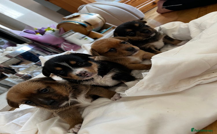 Mixed Breed dogs - Advert 1