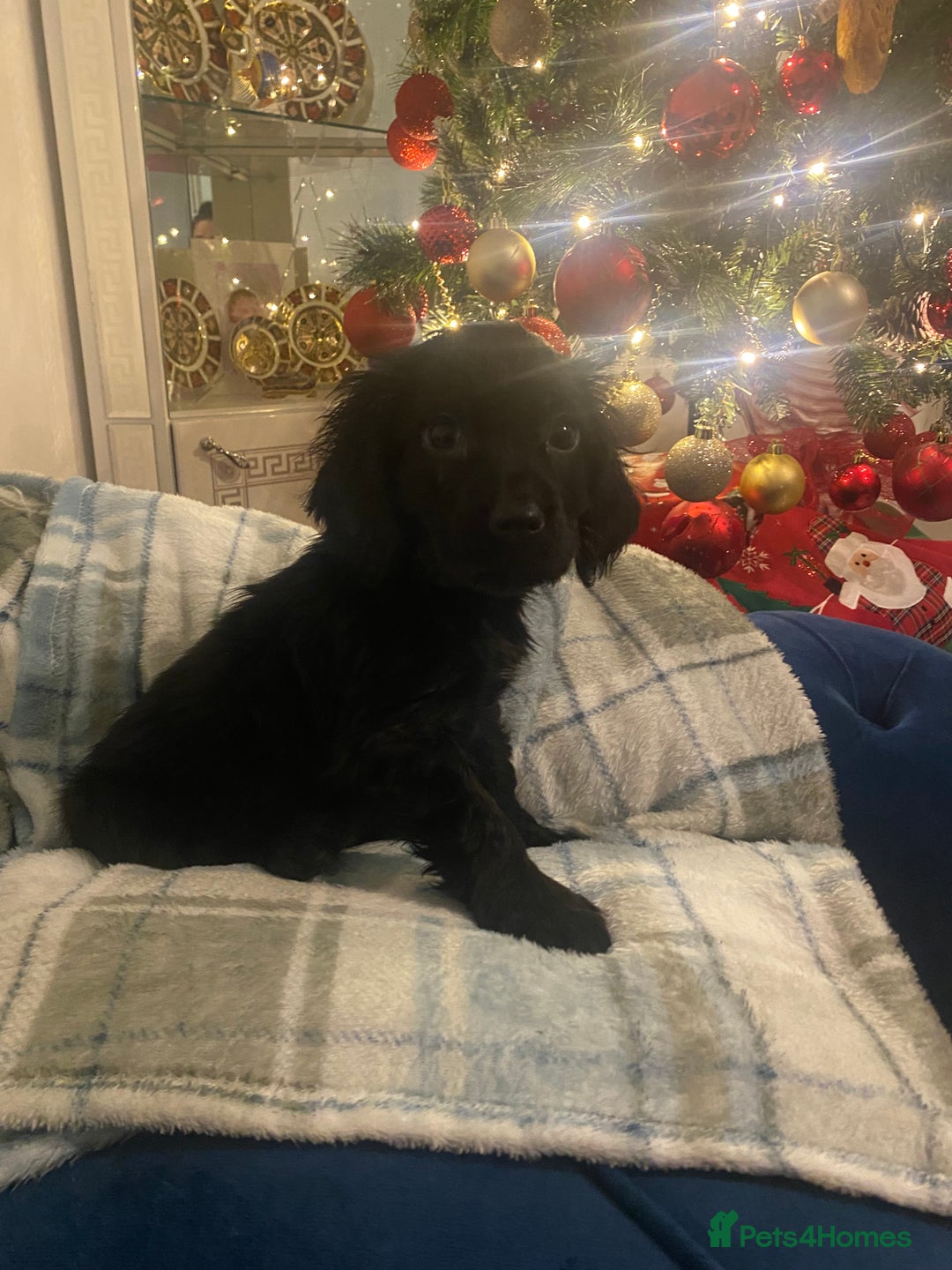 Cocker Spaniel dogs for sale: Show type - Advert 10