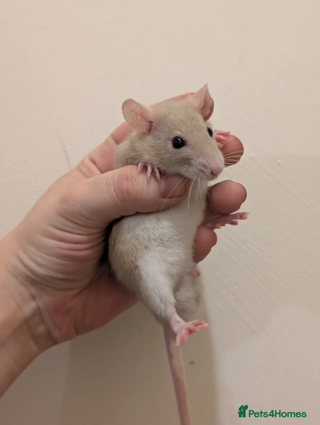 Rat rodents for sale: True dwarf rats  - Advert 2