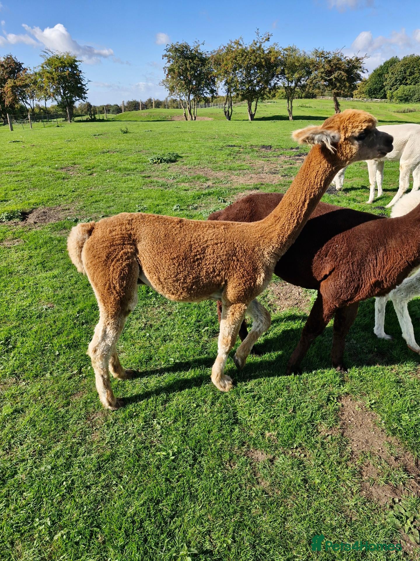 Alpaca livestock Male Alpaca, 14months old, lovely  calm nature  - Advert 12