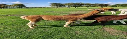 Alpaca livestock for sale: Male Alpaca, 14months old, lovely  calm nature  in Driffield - Advert 1