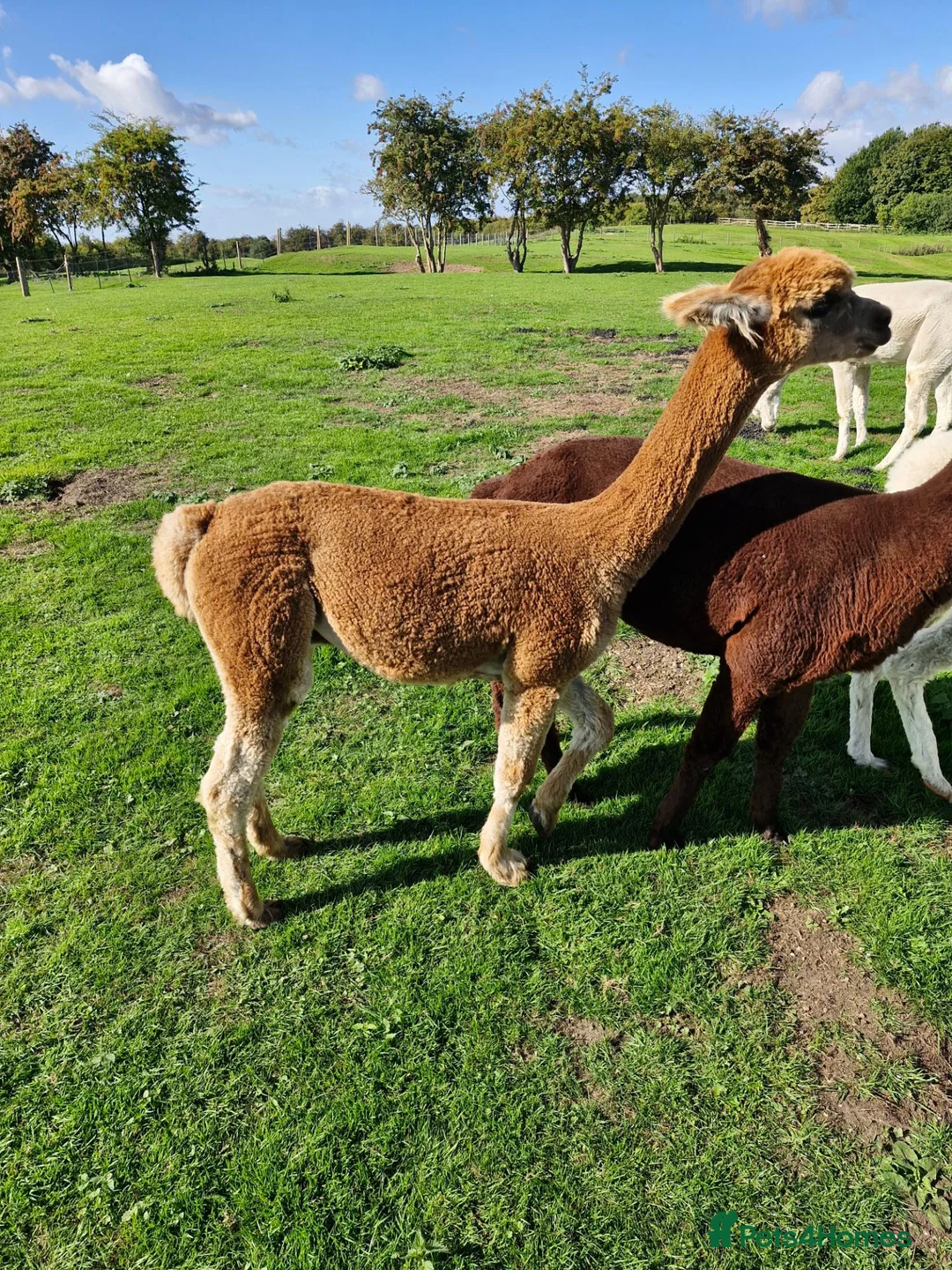 Alpaca livestock for sale: Male Alpaca, 14months old, lovely  calm nature  in Driffield - Advert 1