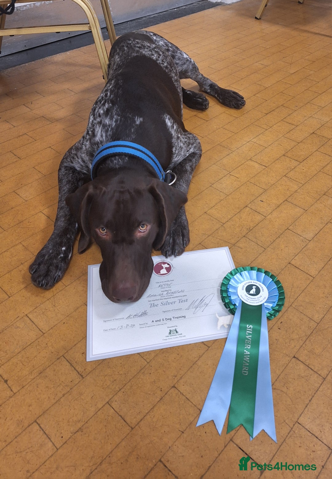 German Shorthaired Pointer dogs for stud: KC Registered German Short-haired Pointer for stud - Advert 8
