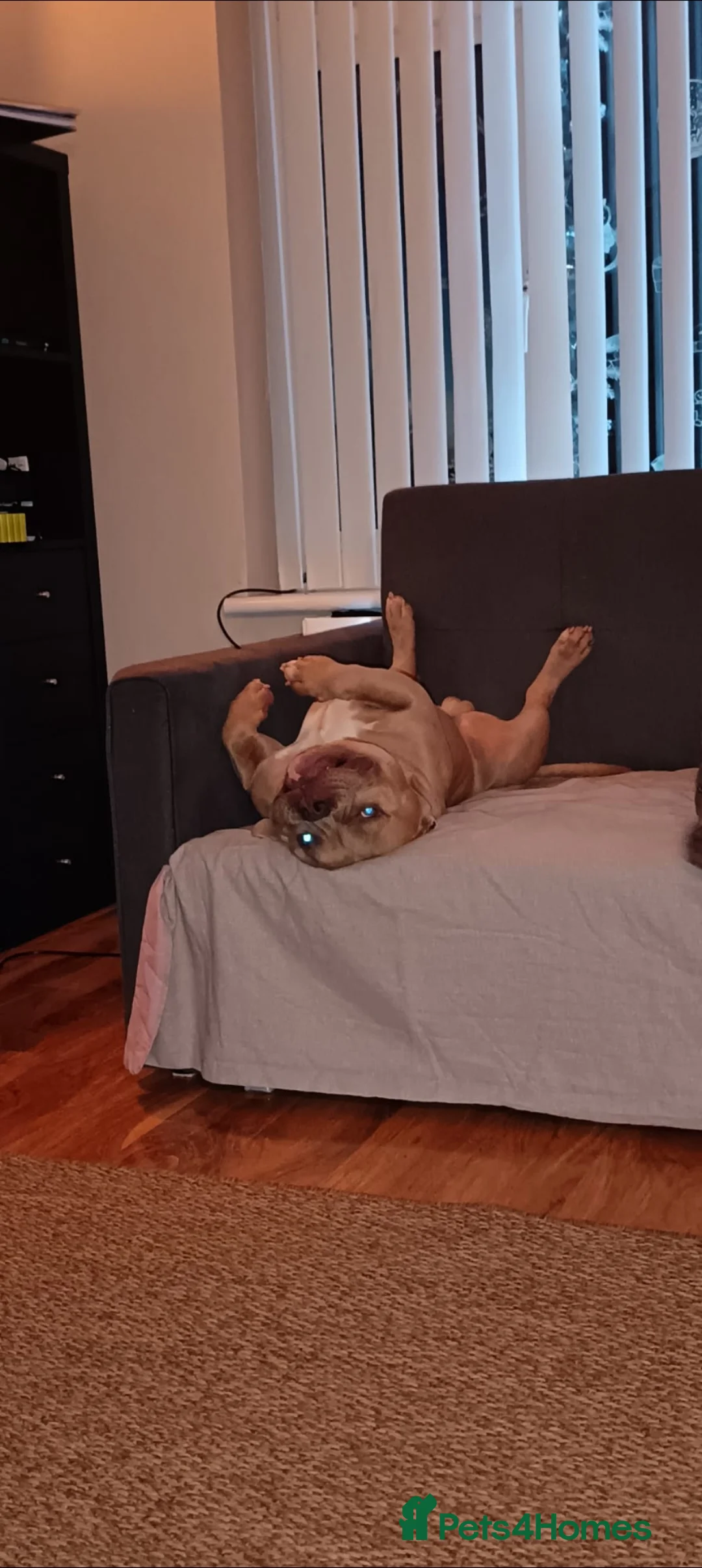 American Bully dogs for sale: Male & female pocket bully's  - Advert 4