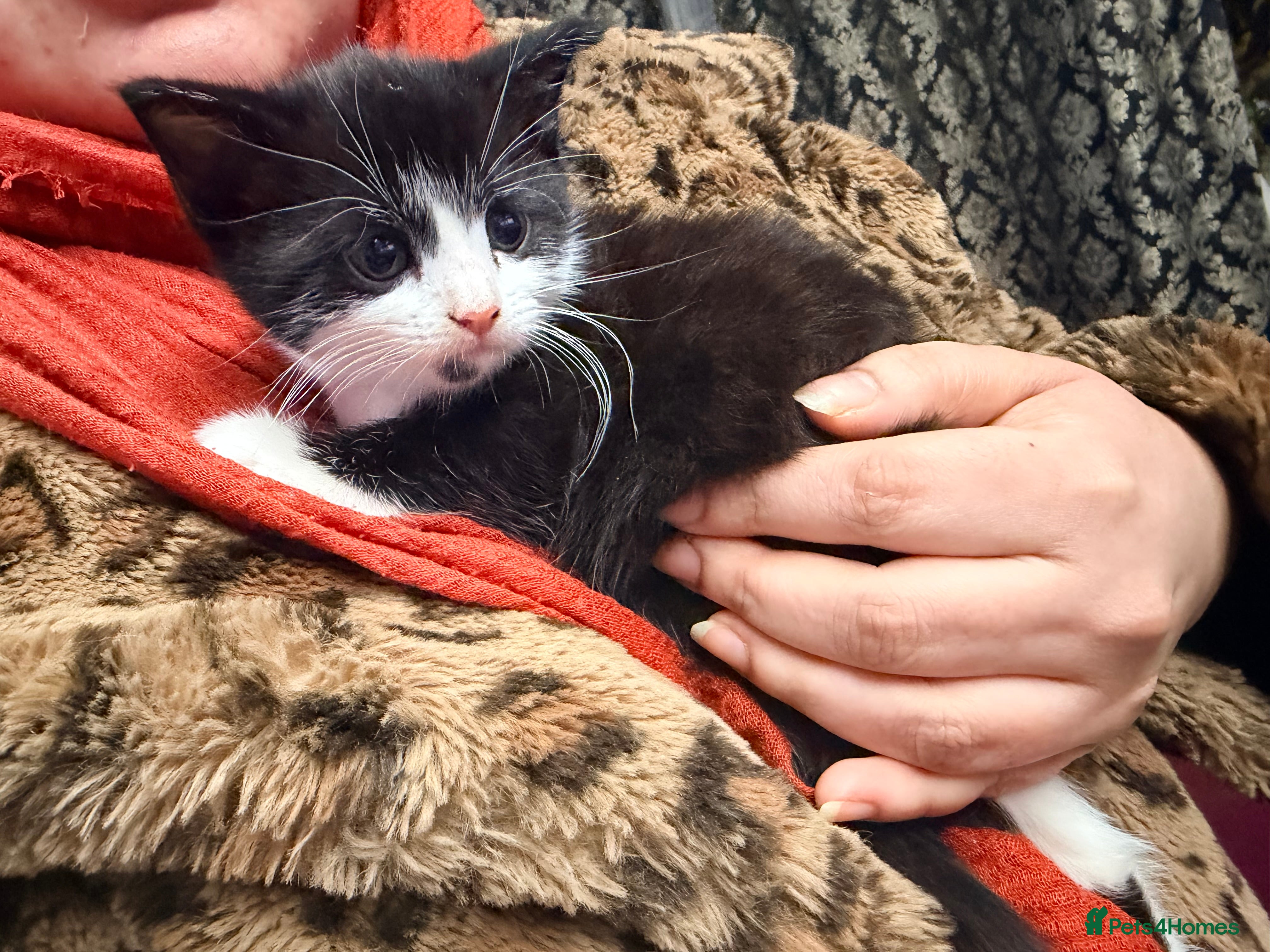 Maine Coon cats Mixed Breed & Maine Coon kittens up for sale! - Advert 1