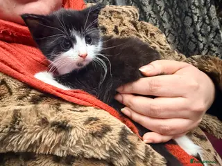 Maine Coon cats Mixed Breed & Maine Coon kittens up for sale! - Advert 3