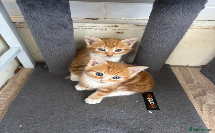 British Shorthair cats Ginger and white cats - Advert 11