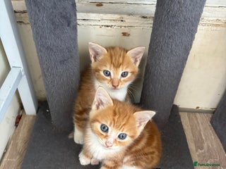 British Shorthair cats Ginger and white cats - Advert 12