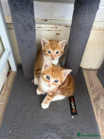 British Shorthair cats Ginger and white cats - Advert 11