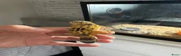 Gecko reptiles for sale: Gecko  - Advert 3