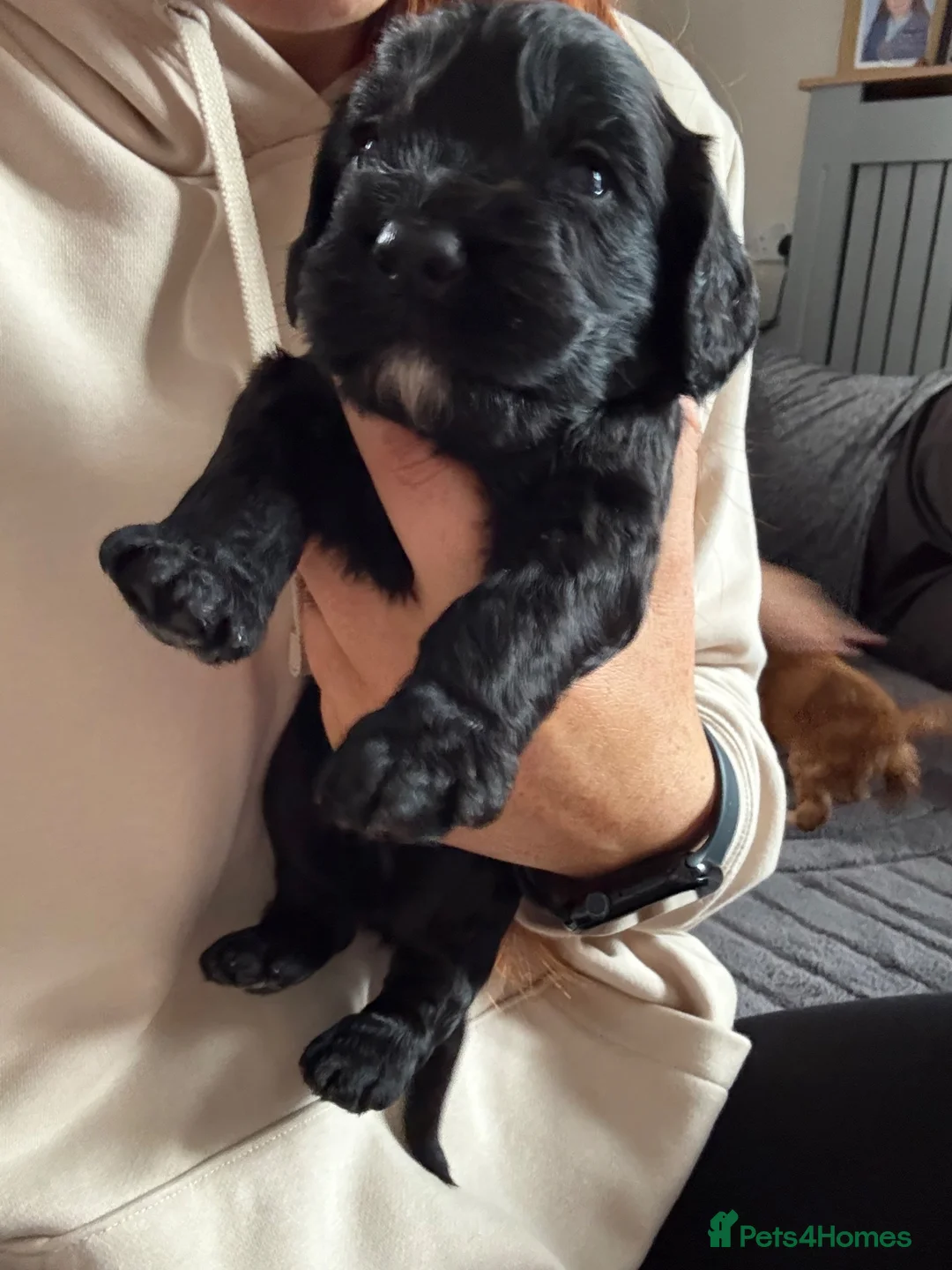 Cockapoo dogs for sale: Fb1 cockapoo puppies in Durham - Advert 19